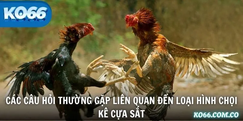 Các câu hỏi thường gặp liên quan đến loại hình chọi kê cựa sắt