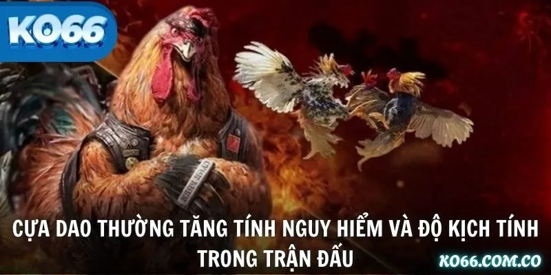 Cựa dao thường tăng tính nguy hiểm và độ kịch tính trong trận đấu