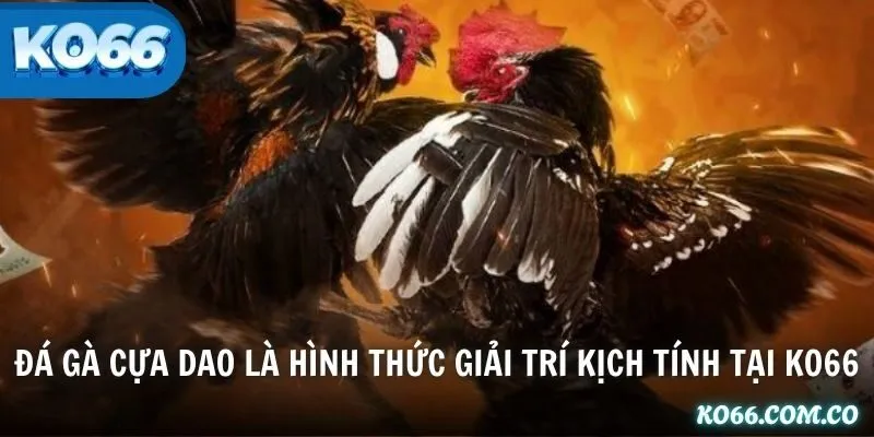 Đá gà cựa dao là hình thức giải trí kịch tính tại KO66