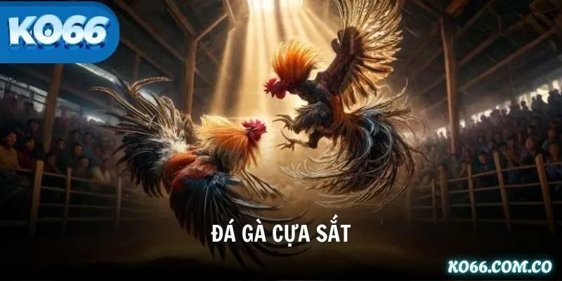 Đá Gà Cựa Sắt – Bí Kíp, Luật Chơi & Kinh Nghiệm Từ Cao Thủ