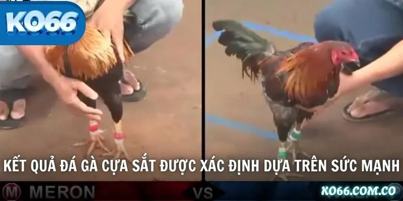 Kết quả đá gà cựa sắt được xác định dựa trên sức mạnh