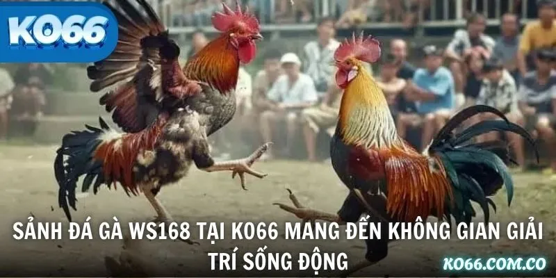 Sảnh đá gà WS168 tại KO66 mang đến không gian giải trí sống động